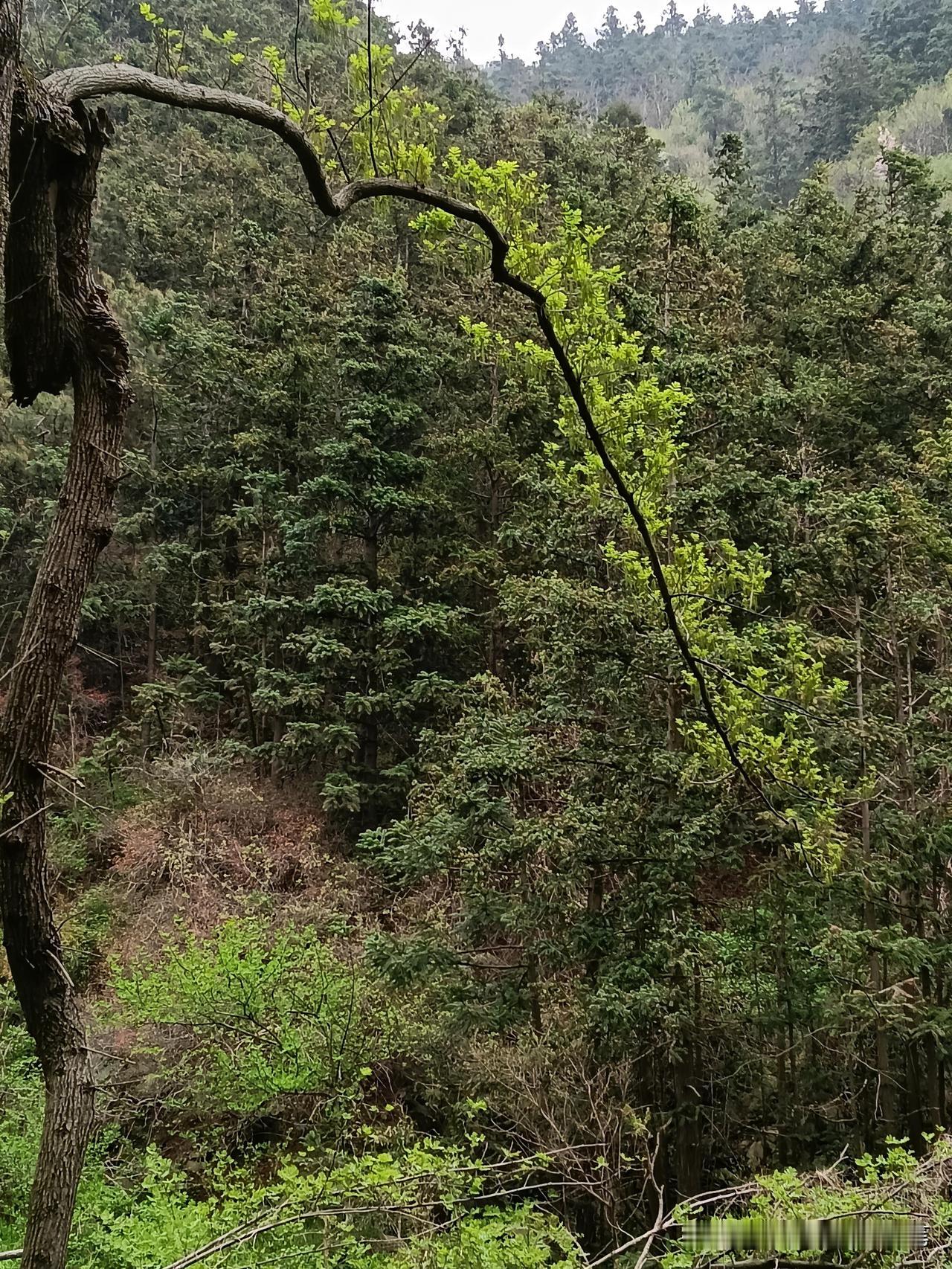 树的扭曲与婀娜

先前在武汉东湖看柳，那些树为了讨些人的欢喜，竟被拗作种种婀娜的