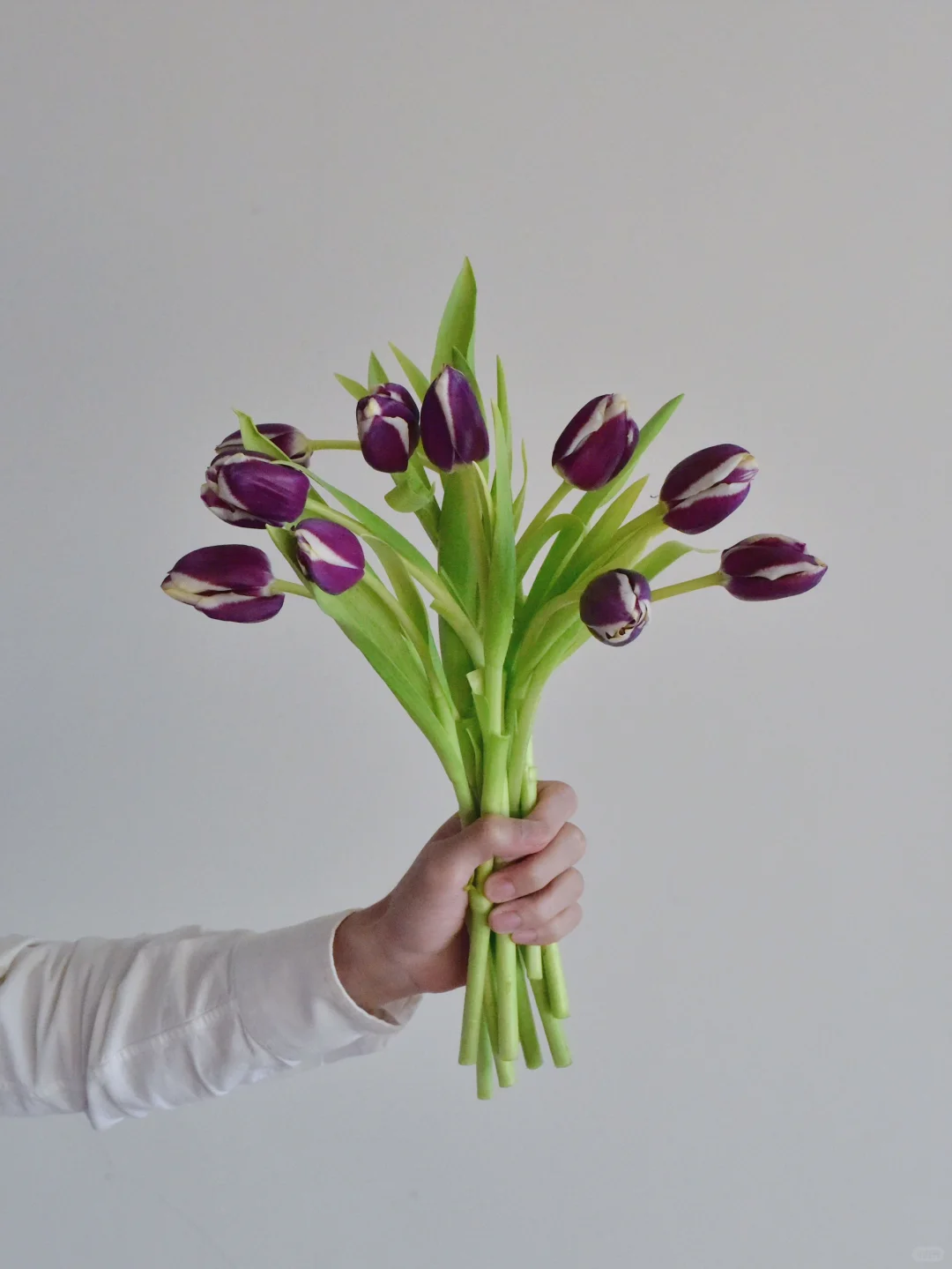 荷兰郁金香·Tiramisu