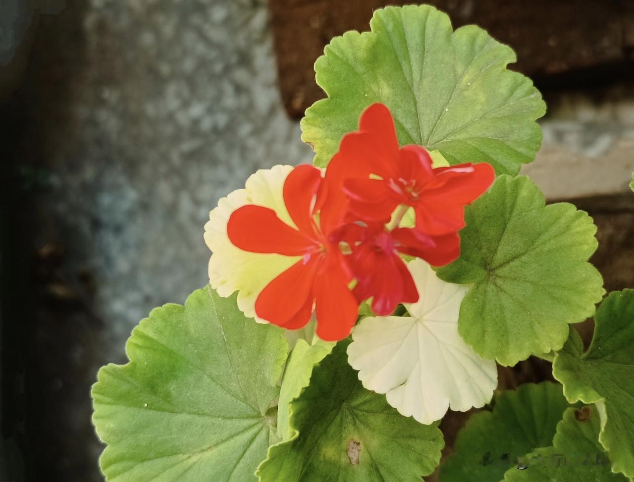 这种花不多见
（拍摄于2026-8-17）