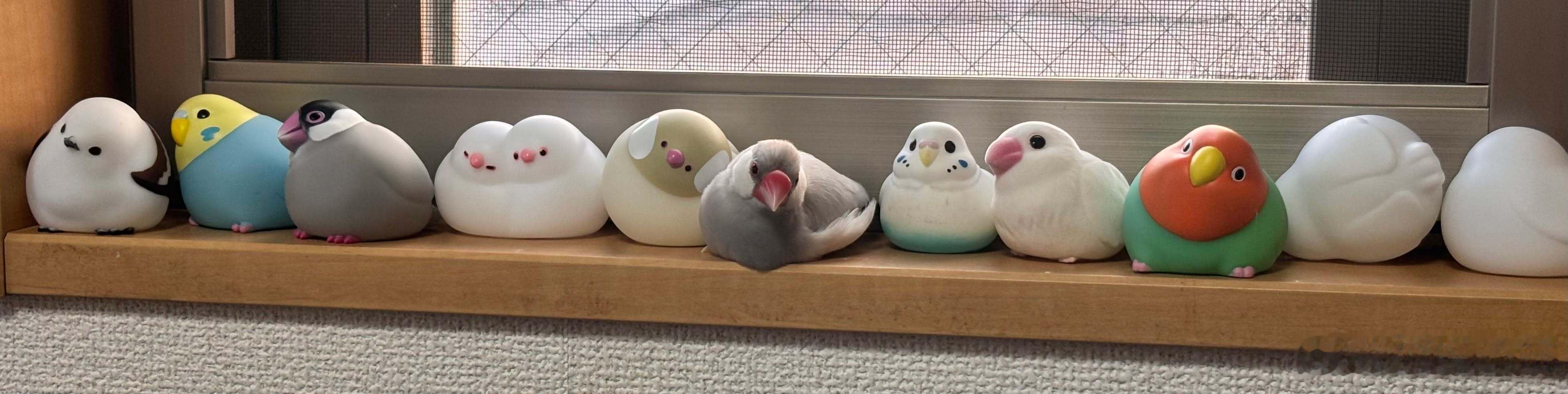 真的完美融入进去了www 