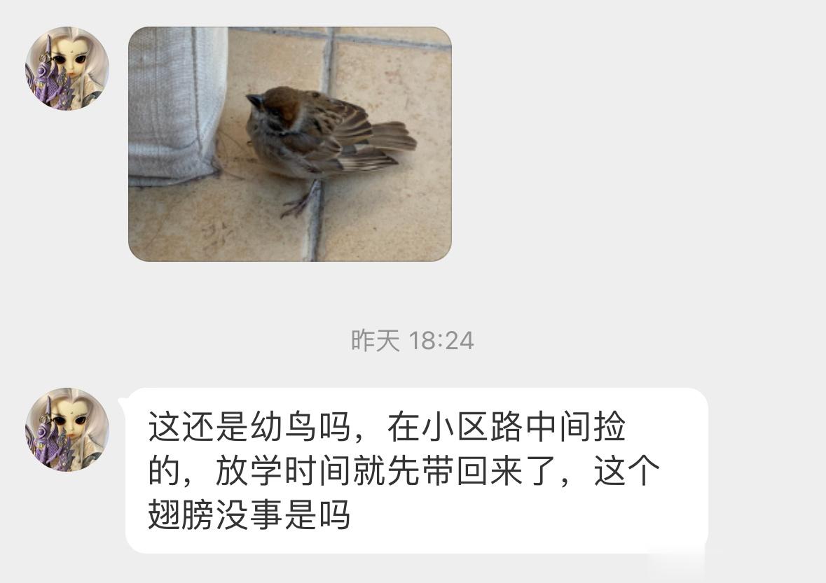 #鸟粉投稿# 小区里捡到的【麻雀】刚会飞的小宝宝原地放回 让鸟妈妈带它离开 ​​
