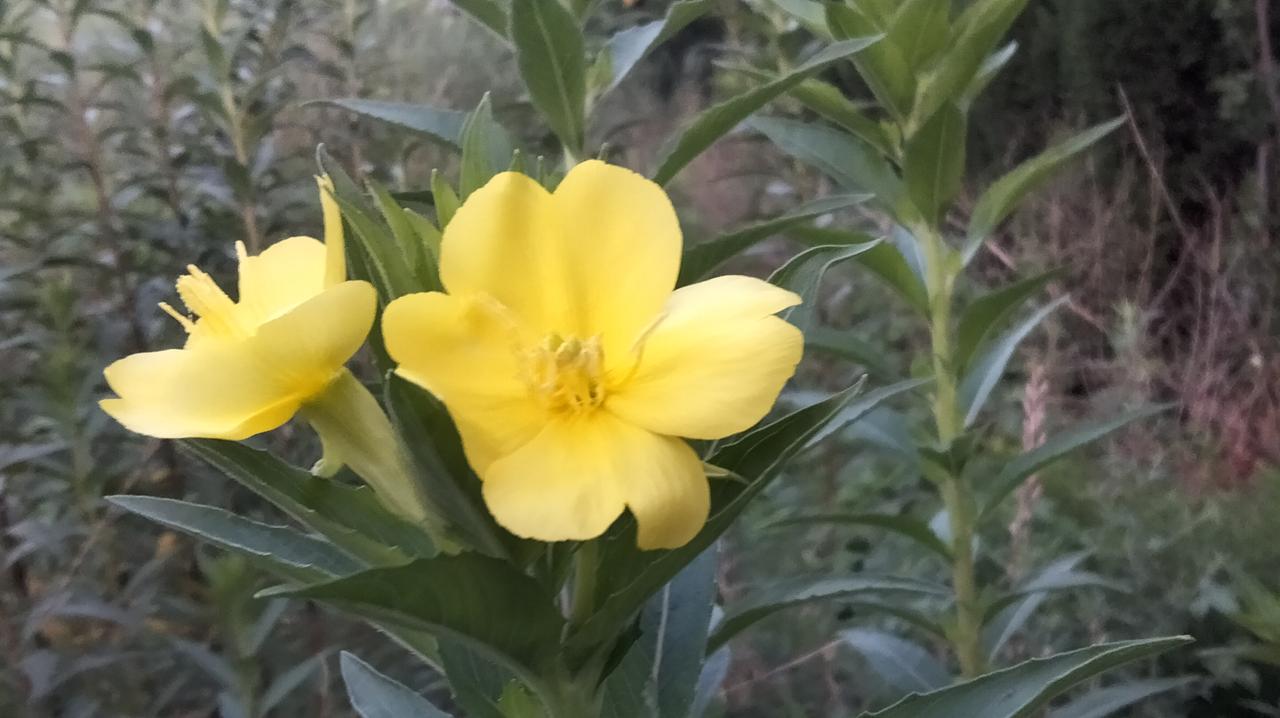 分享随手拍下的花夜来香！