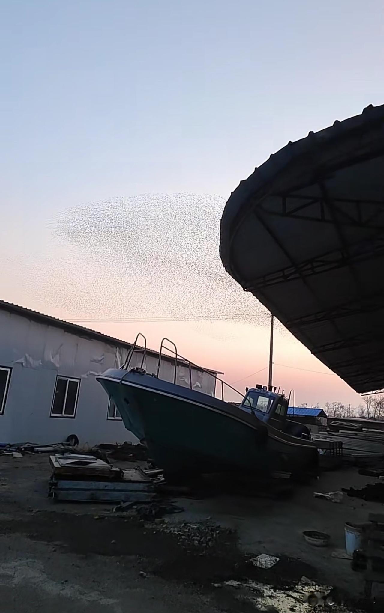 我去 这是什么鸟？目测有百万只？