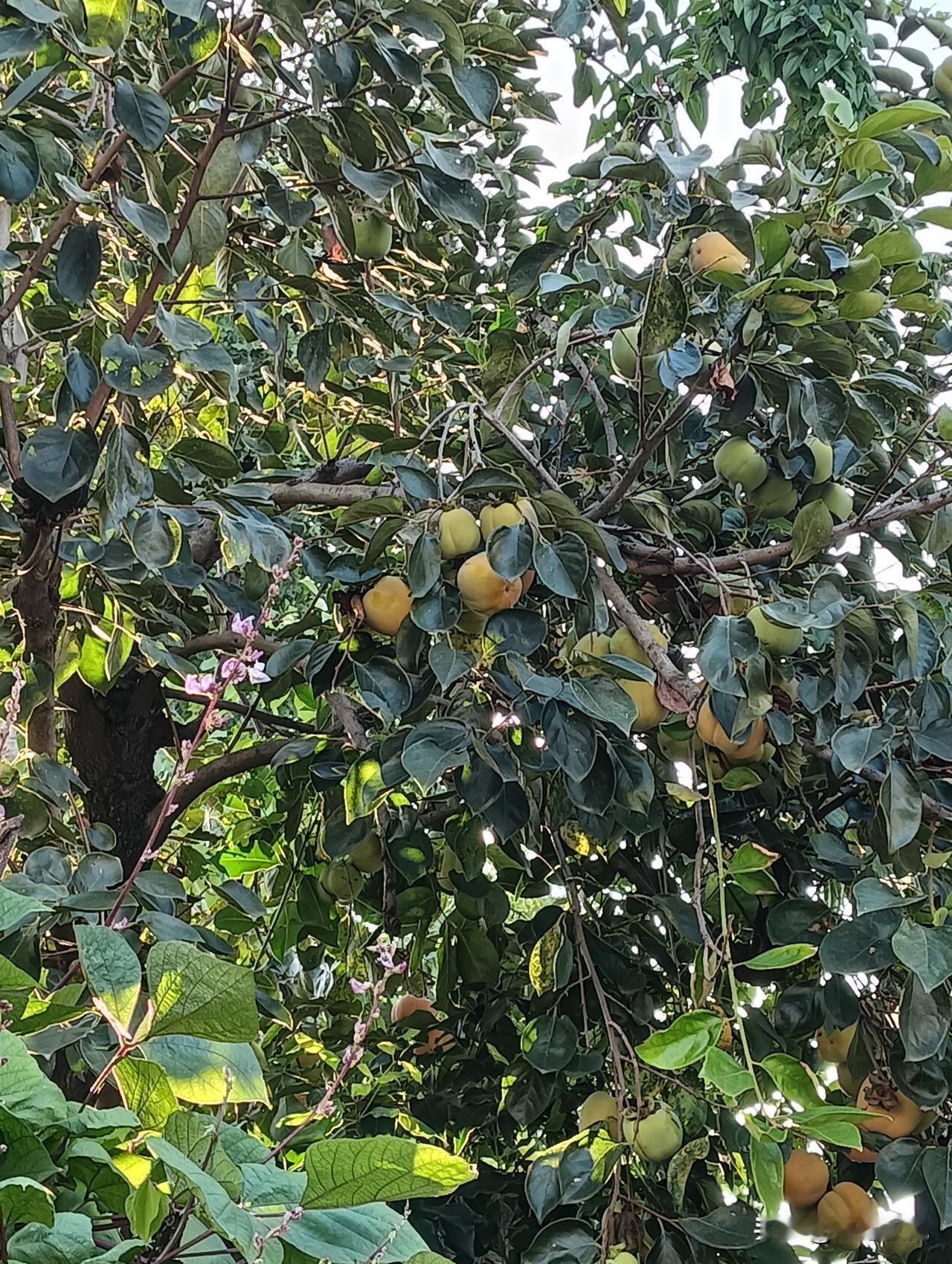 树上结满了又大又甜的芒果。