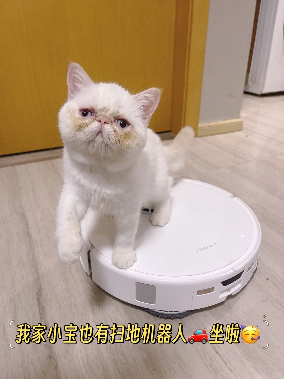 我家小宝也有扫地机器人🚗🚘可以坐啦！