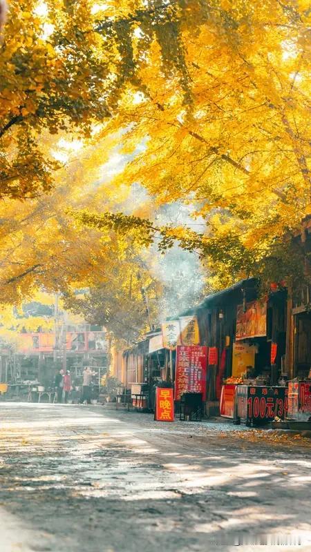 今年最想去哪里走走 今年最想去苏州走走。苏州的春天简直美炸了！3月去网师园、狮子