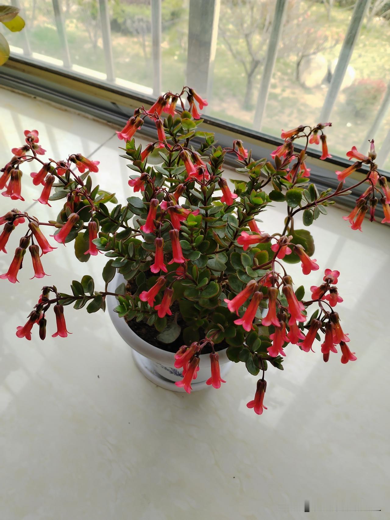 今天可真是体会到了，

老话一点没错，远亲不如近邻啊。

本来我家打印机突然就不