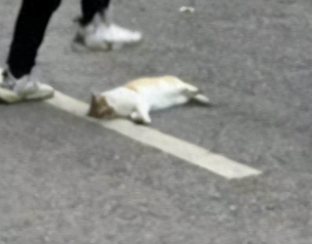 一名中学的体育老师，当着学生的面将流浪猫踩死，他被学校给停职到底冤不冤？
这起事