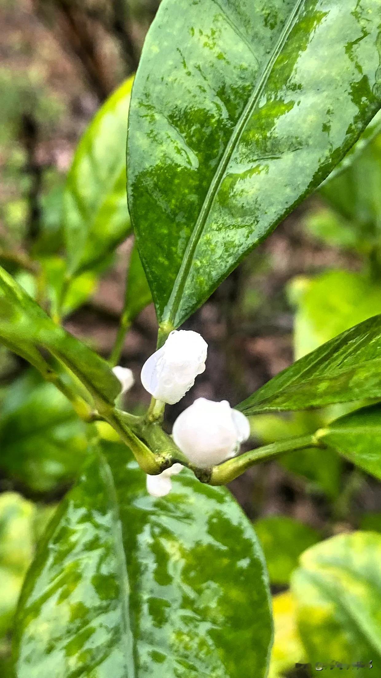 桔子树开得小白花，很是清雅，我一开始误以为是茉莉花，凑近一看绽开的花朵，才知道是