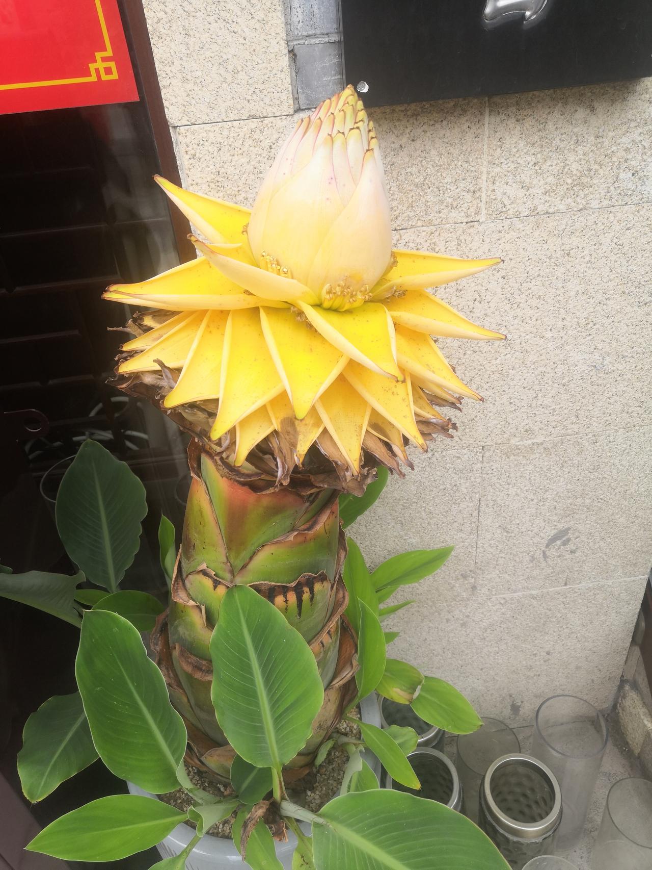 下半轮循环第一场给了青岛海牛

经过二十多天的短暂休整后，中超第十六轮比赛今天晚