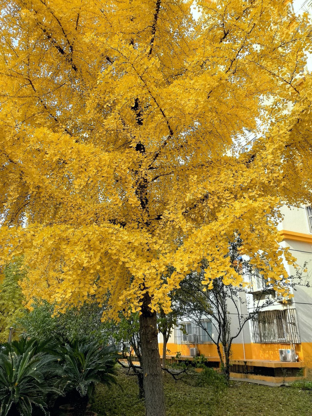 可以分享一张秋景树叶的照片吗我家院子里的秋色[呲牙]