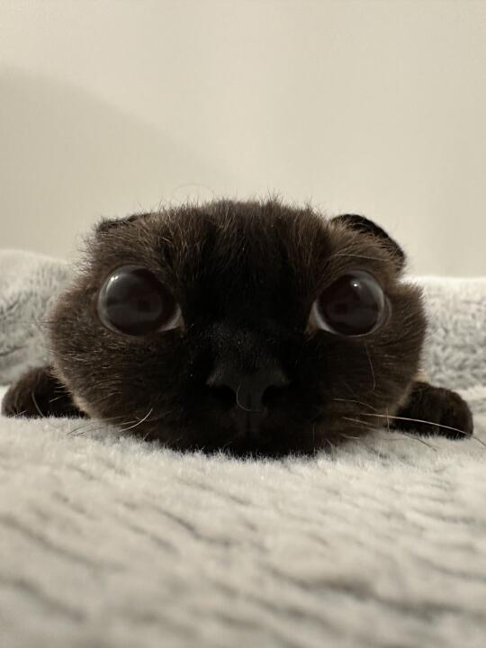 扁头猫可以碰瓷下无牙仔吗？