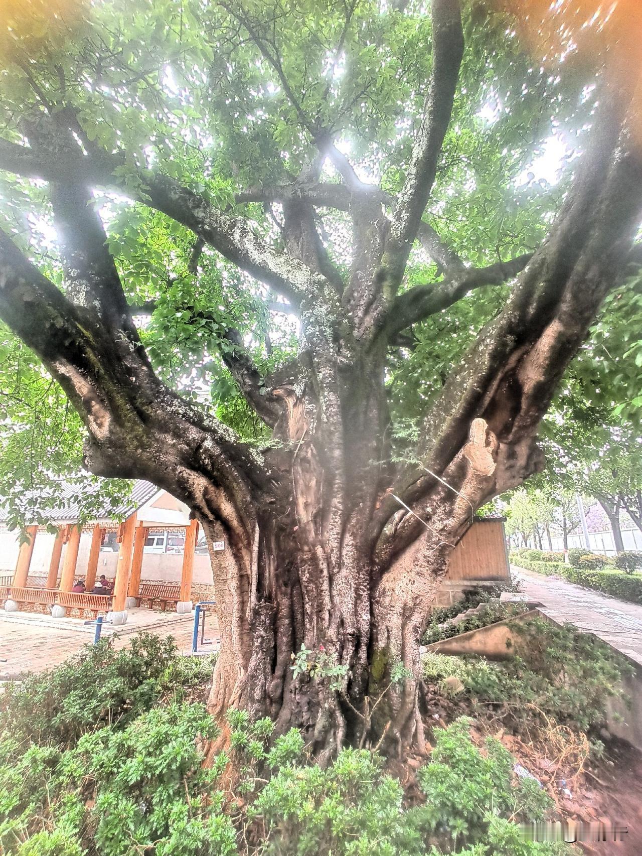 这棵位于六品村的黄葛树，是云南省重点保护的古树名木，距今已有300年树龄。可以看