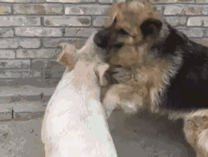 丢尽了藏獒的脸面！
