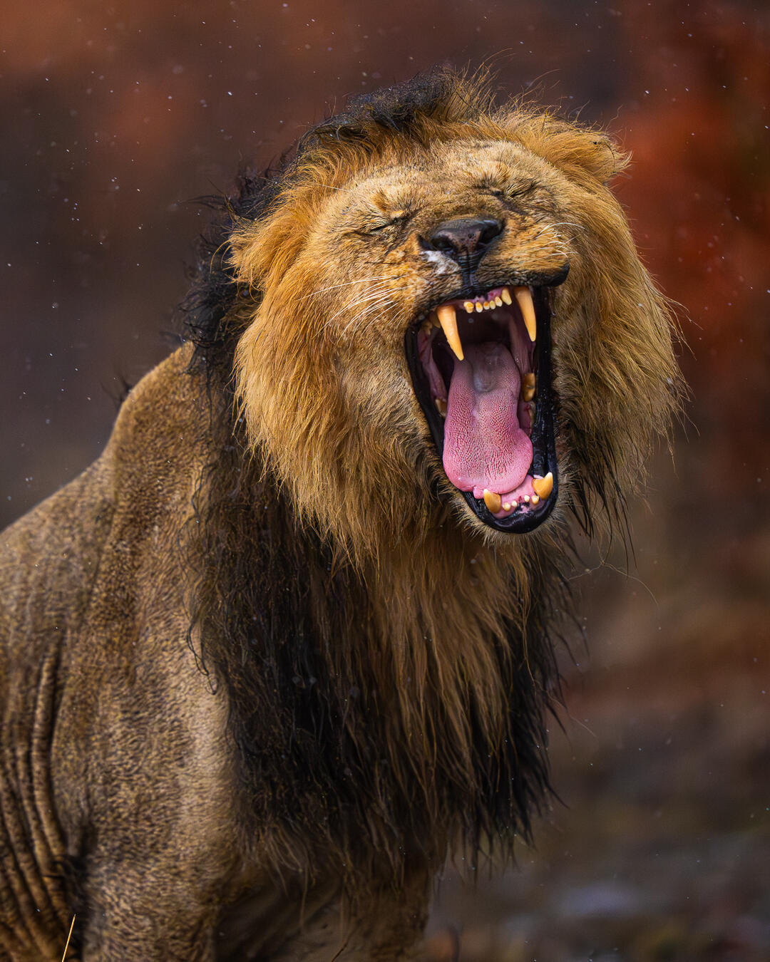 这会儿特朗普没起床估计，中东也没有新消息。晚上早点休息吧，战争预期在黄金说不定下