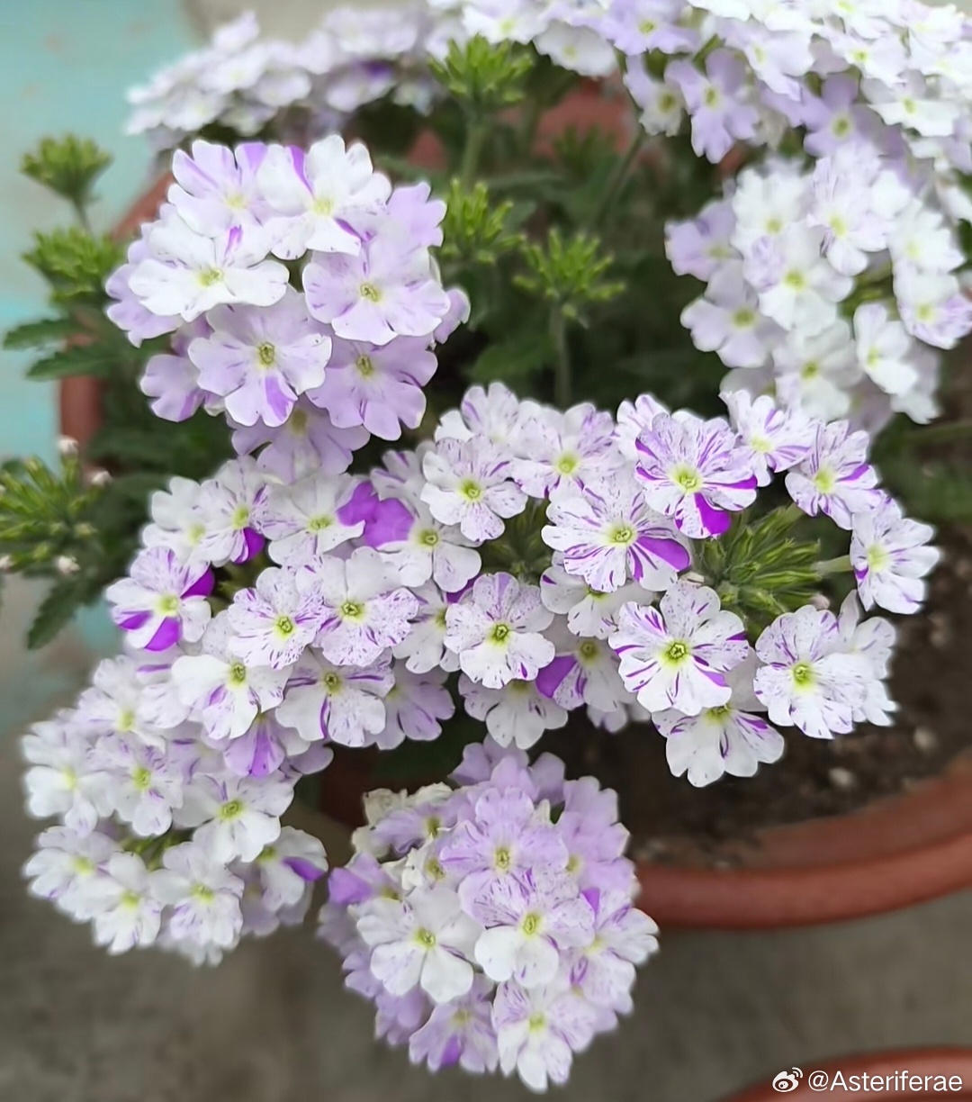 ～365植物心语～ 🌿✨📅 0️⃣8️⃣月1️⃣4️⃣日今日植物：美女樱（铺