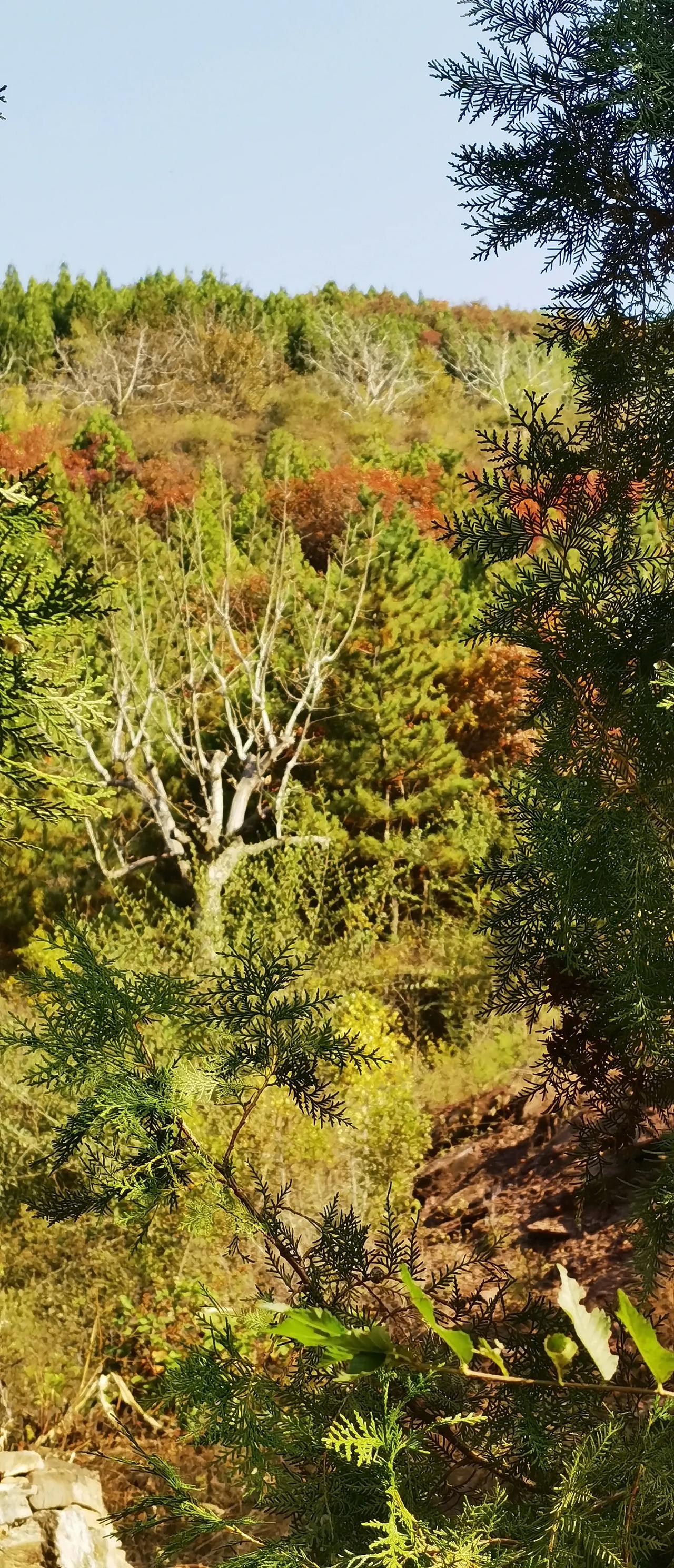 #拍一张秋日景色#