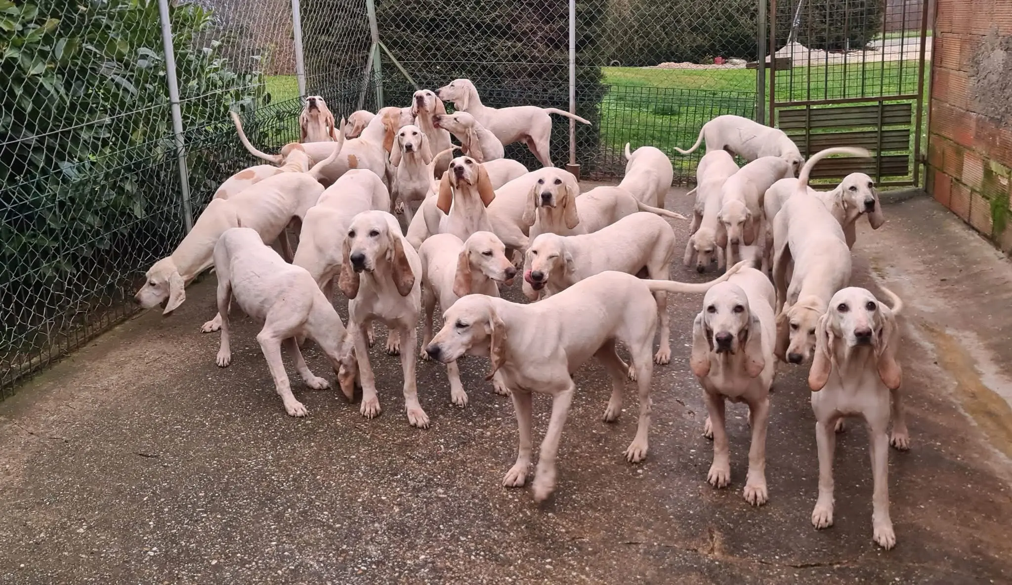 法国🇫🇷瓷器猎犬
