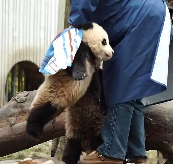 超级飞熊起飞🛫 