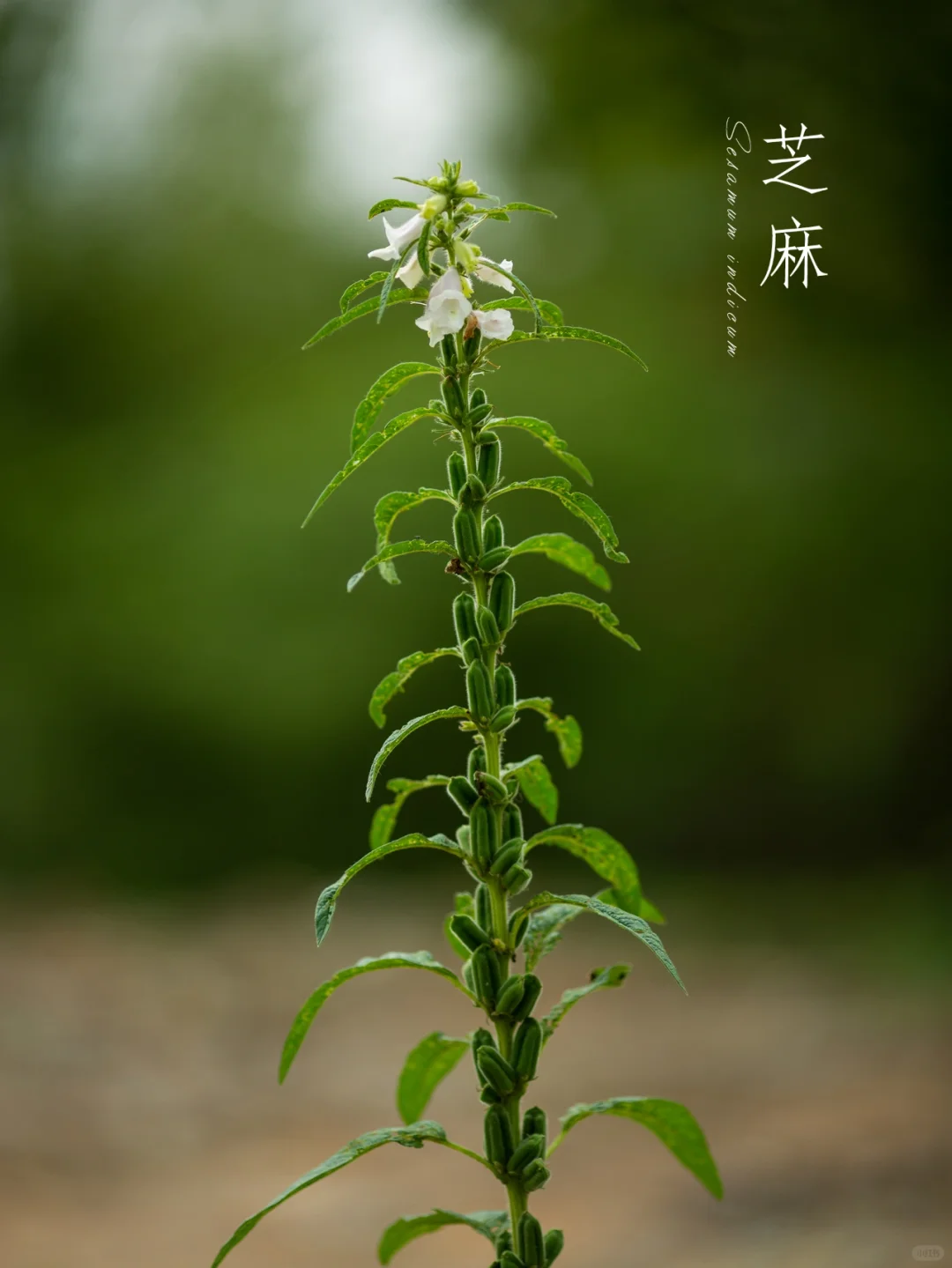 芝麻|芝麻开花，节节高|写生集