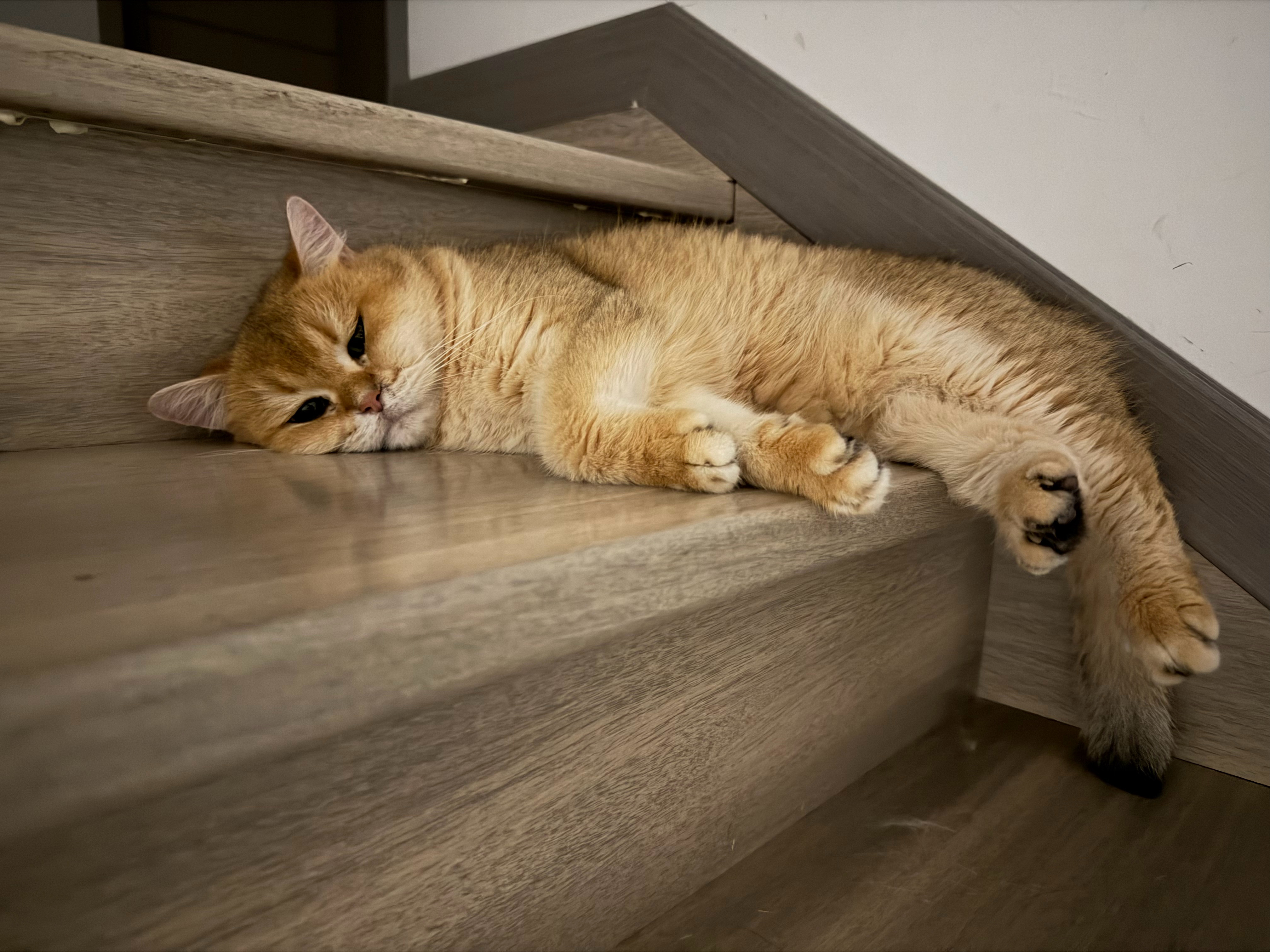 猫宁！豆豆年纪大了觉好多，走哪儿睡哪儿，虽然小时候也一直在睡觉