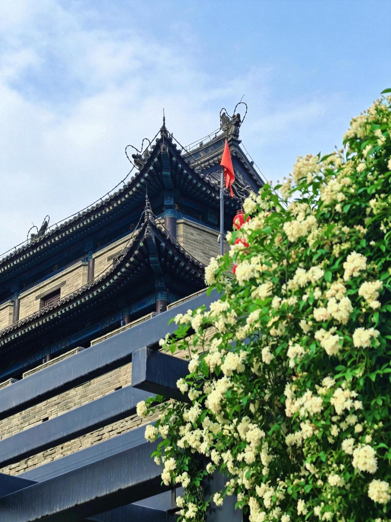 长乐门下，木香如瀑

4月22日，暮春的西安，天气晴好得不像话。

早晨从地铁6
