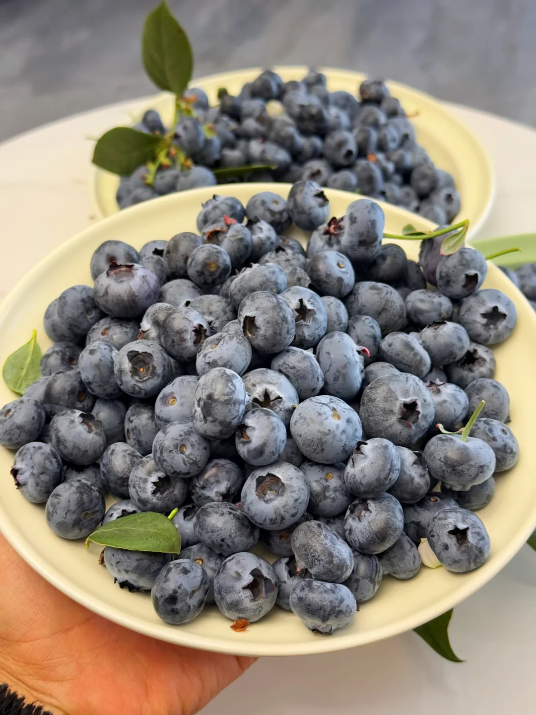 不脆甜 没花香，不要钱，大胆尝试！