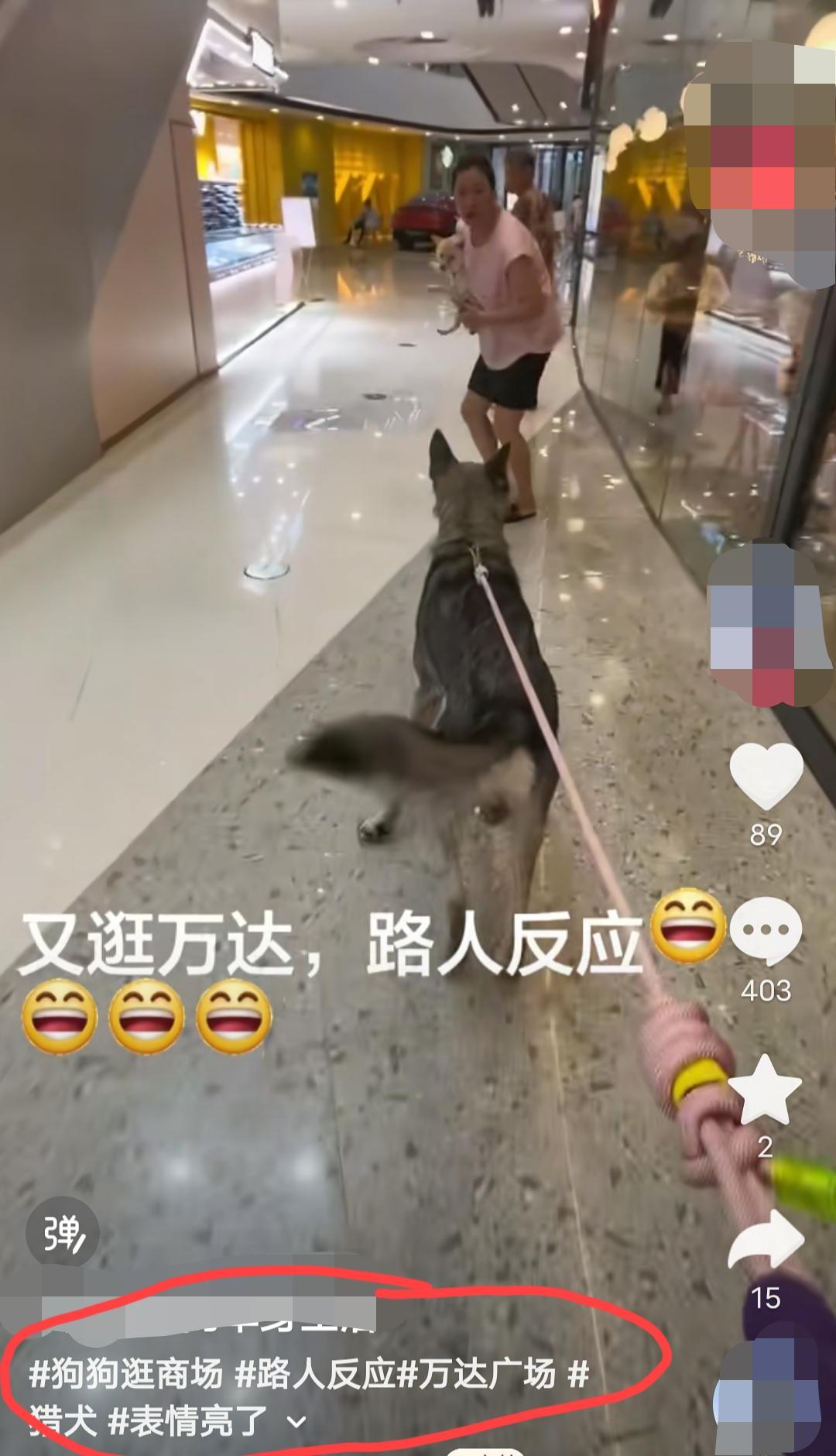 狗主人带这么大一条狗逛商场，这位大妈（也是另外一条小宠物犬的主人），看到这么大一