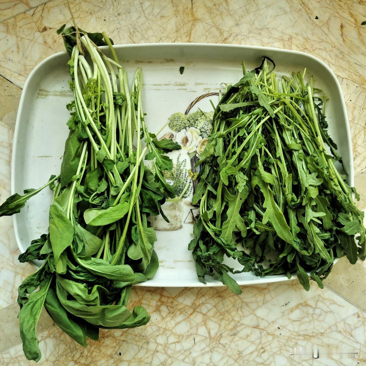 哪个是臭菜？我傻傻分不清！

几年前，吃过一次朋友自己家小园种的臭菜，蘸酱吃的，