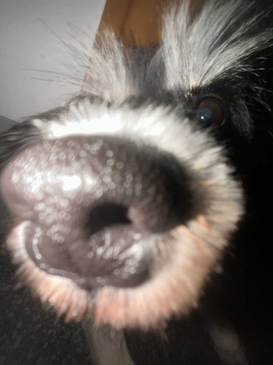 【🐶】邪恶索命狗 