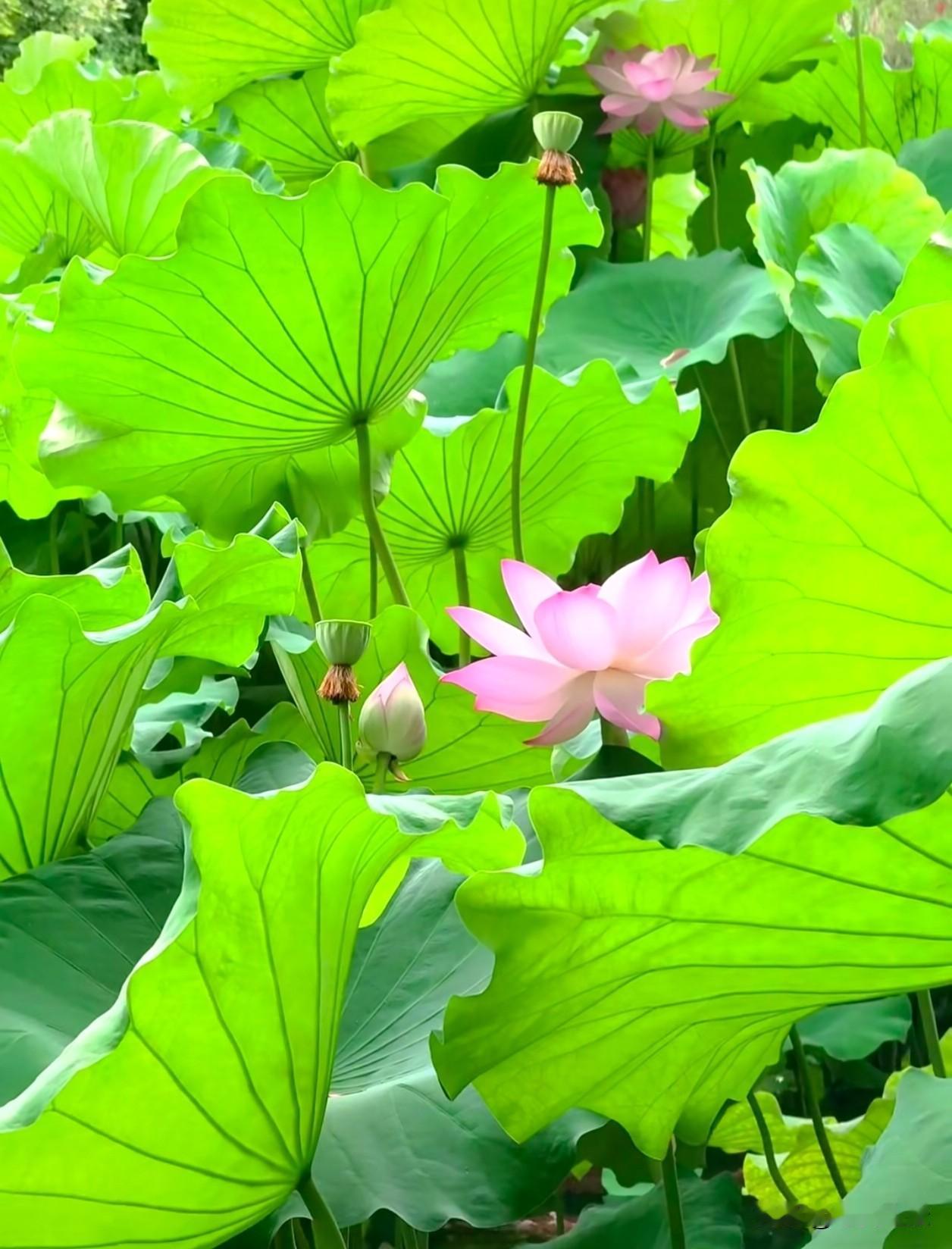 不借春风，不靠暖阳，扎根浊水，独自芬芳。人生当如荷，向内生长。夏日荷花 人生感悟