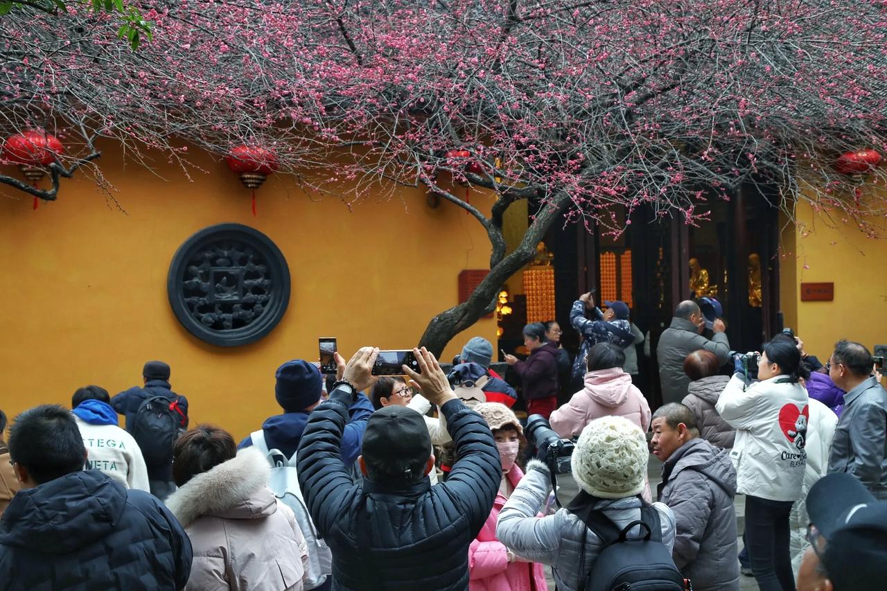 湖州铁佛寺梅花最新消息：花开两成，现场摄影师比花多……准备来湖州拍摄梅花的朋友请