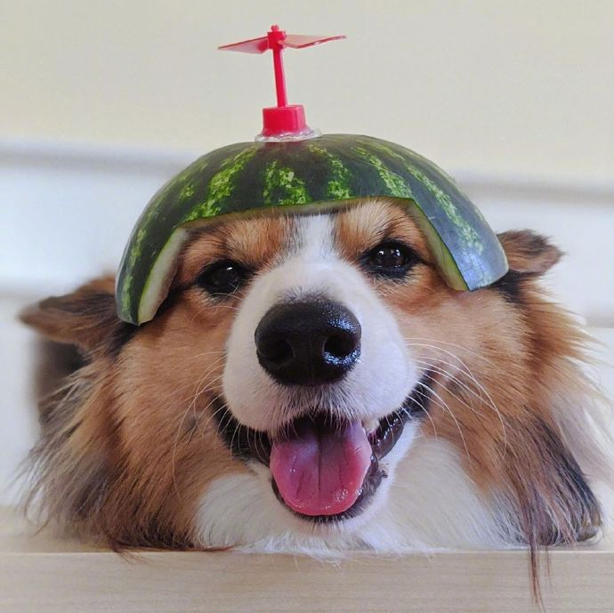 🐕 