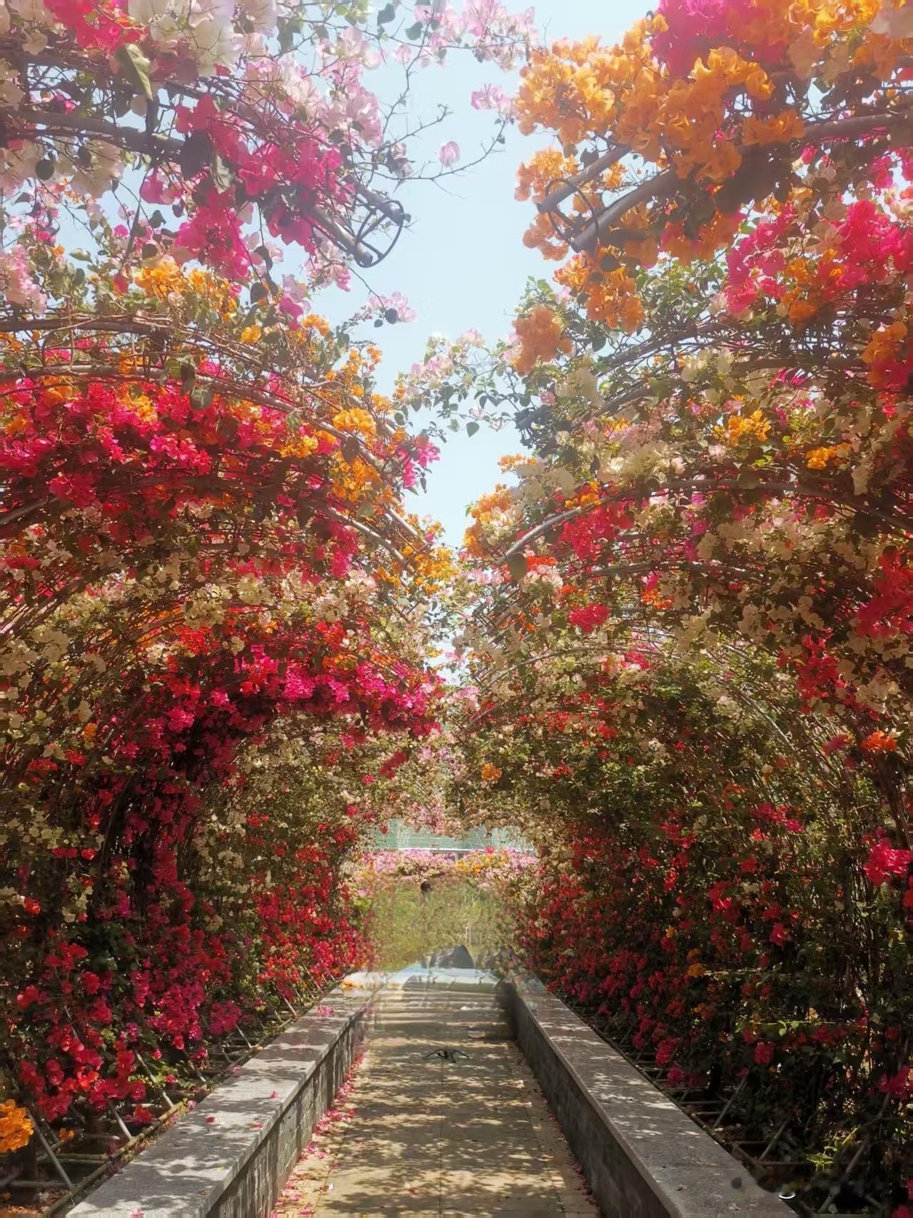 美翻了，龙岗又一新绿道惊艳亮相，周末遛娃赏花好去处！

 绿道位于神仙湖与龙口水