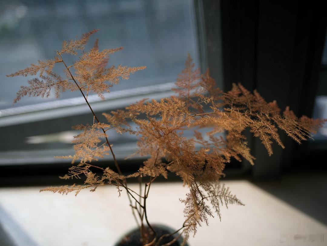 （库存）佛山扫街的慢时光我的休闲时光随手拍 leicaM9 M50 1.0V2 