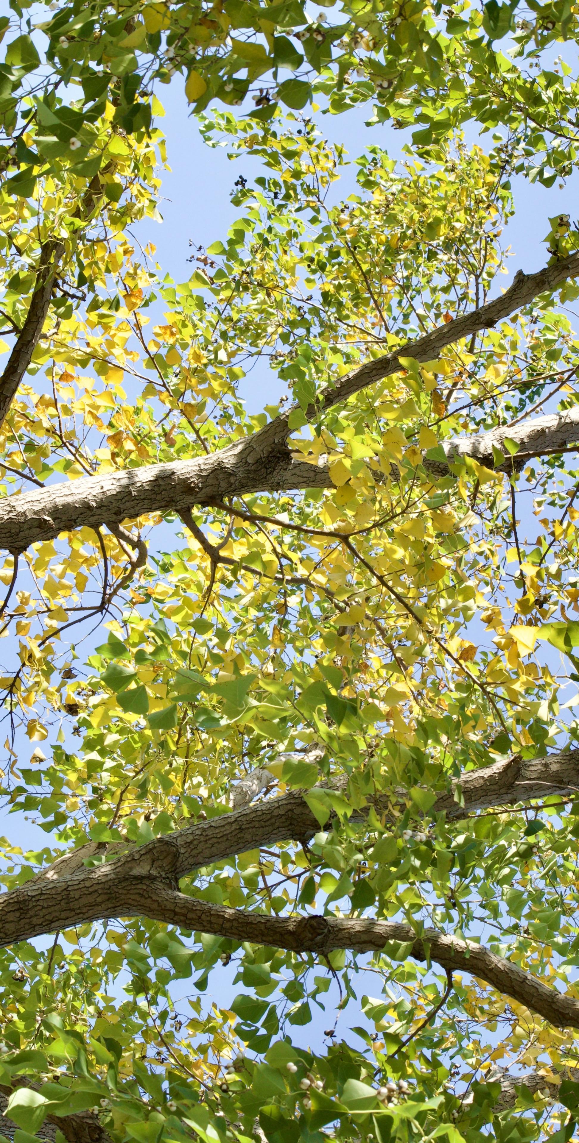 一个人能观察落叶、鲜花、从细微处欣赏一切，生活就不能把他怎么样。”——毛姆