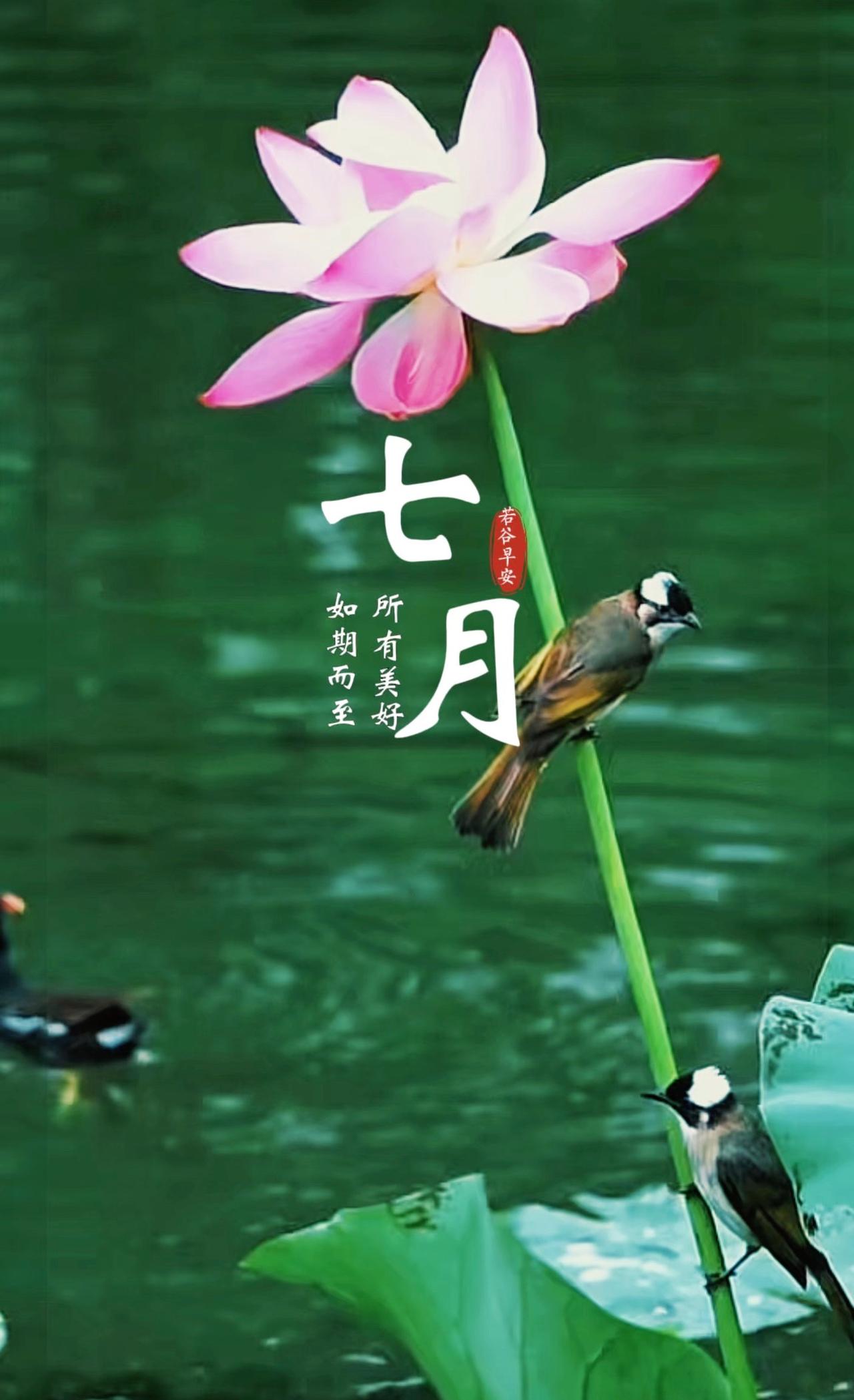 行香子·七月

 文/千雪
仲夏铺章，晓沐柔光。卸尘烦、琐事皆忘。
心平无愠，财