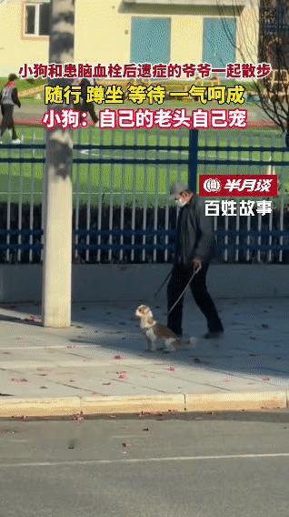 患脑血栓后遗症的爷爷在散步时，身边的小狗格外贴心。它一路随行，每当爷爷有停顿的迹