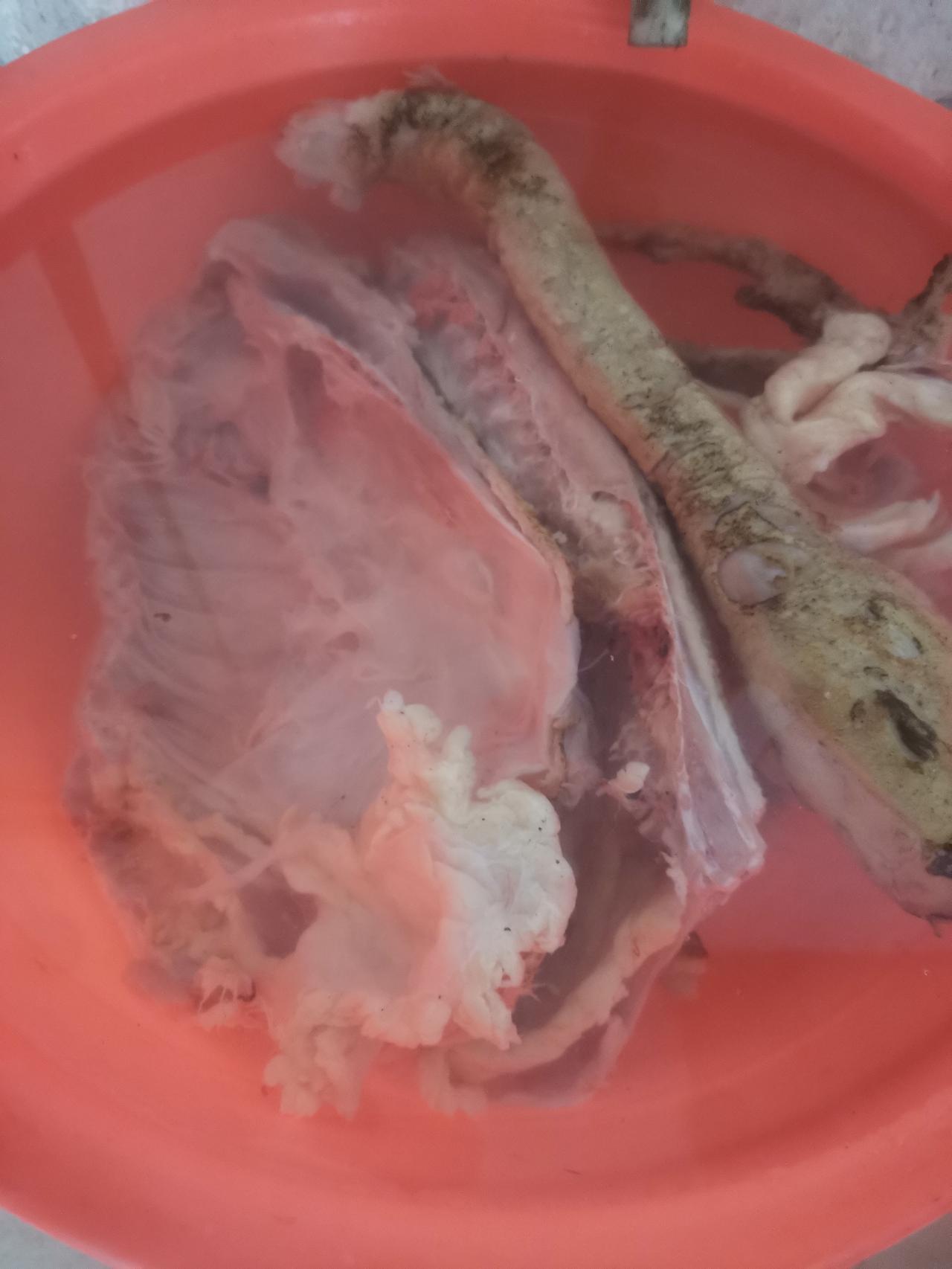 今天又有口福了，吃鹅肉。
上午八点来我妈家。
我妈不在厨房。

我在厨房坐一会儿