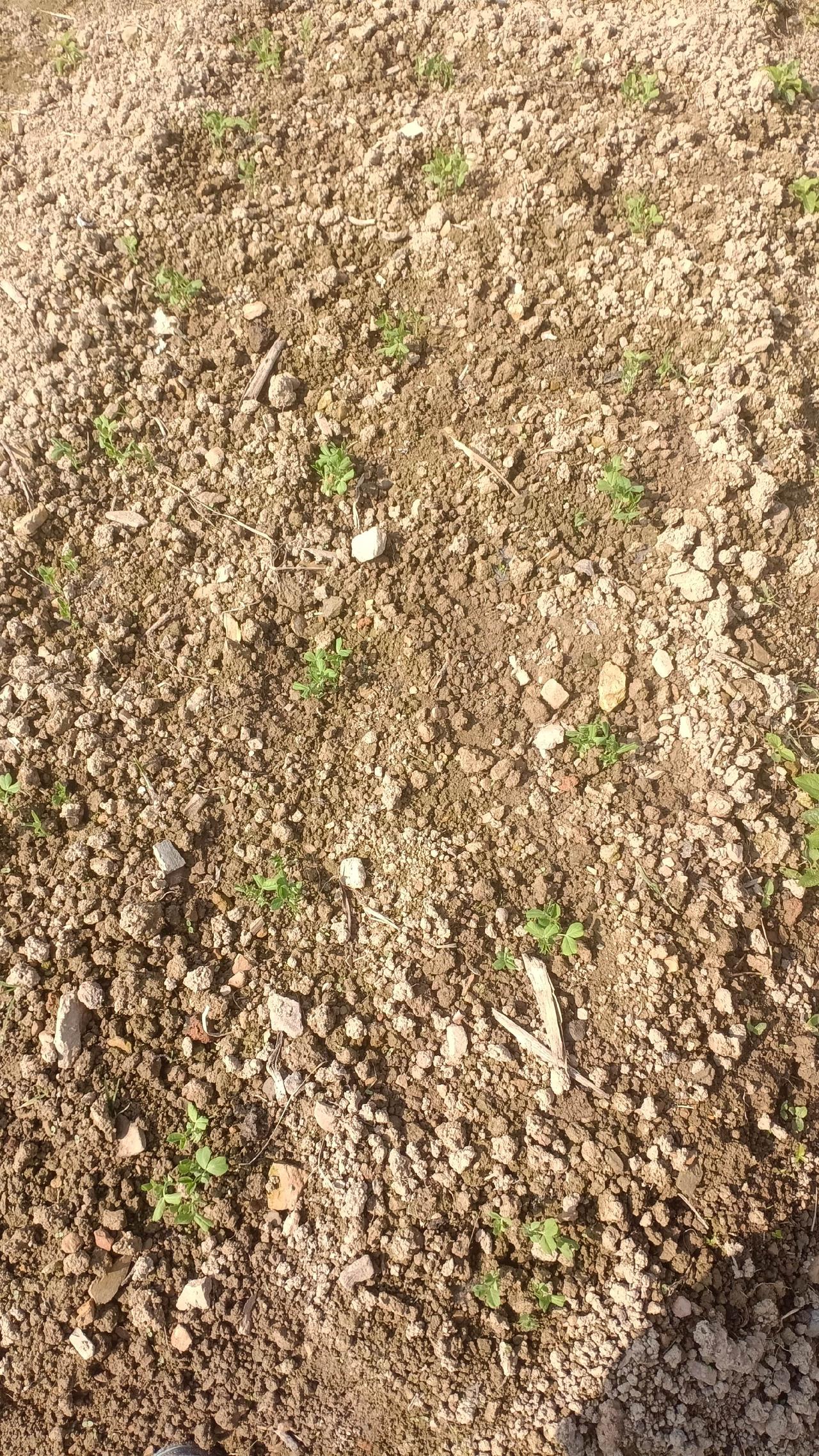 网上买的无须豌豆种子，吃豌豆尖的，有没有买错?