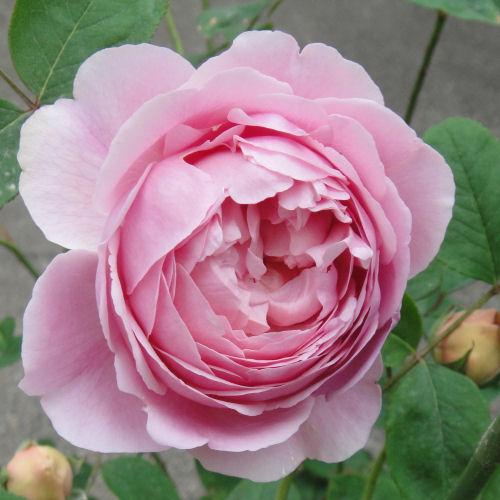 月季🌹花🌸
花色艳丽
花朵优美
花姿柔雅
姹紫嫣红
婀娜多姿
娇艳欲滴
美丽