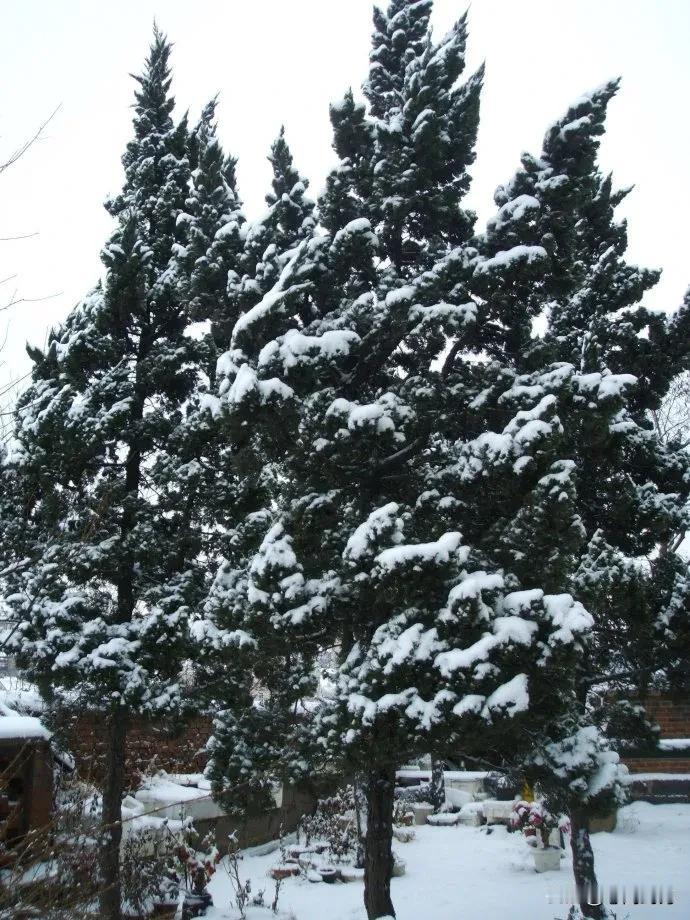雪落松间，静谧如诗。岁月如烟，人生如梦