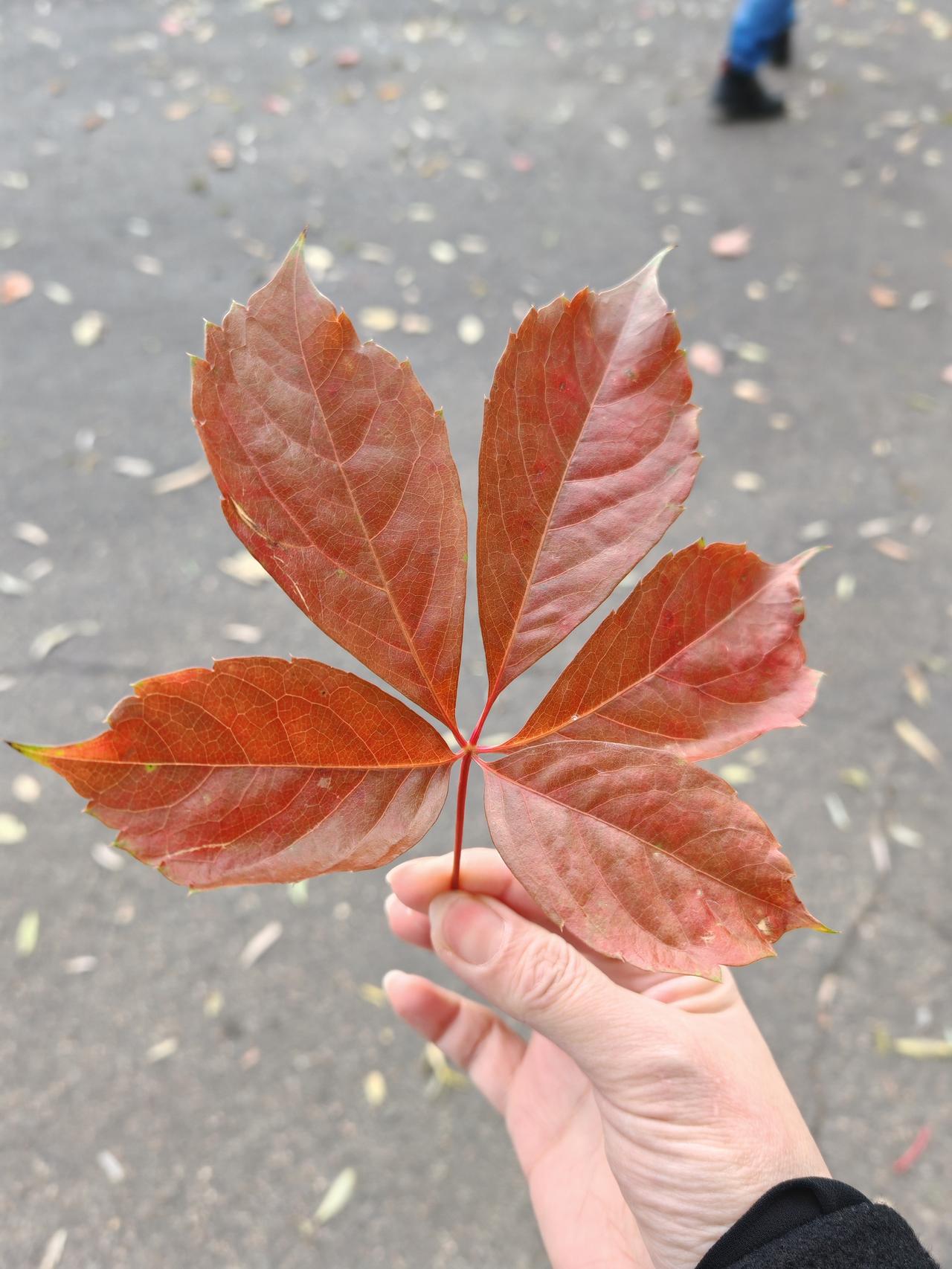 感激孩子同学家长的宽容，尤其感谢老师的悉心关照，也感谢我的宝贝儿子带来的“惊喜”