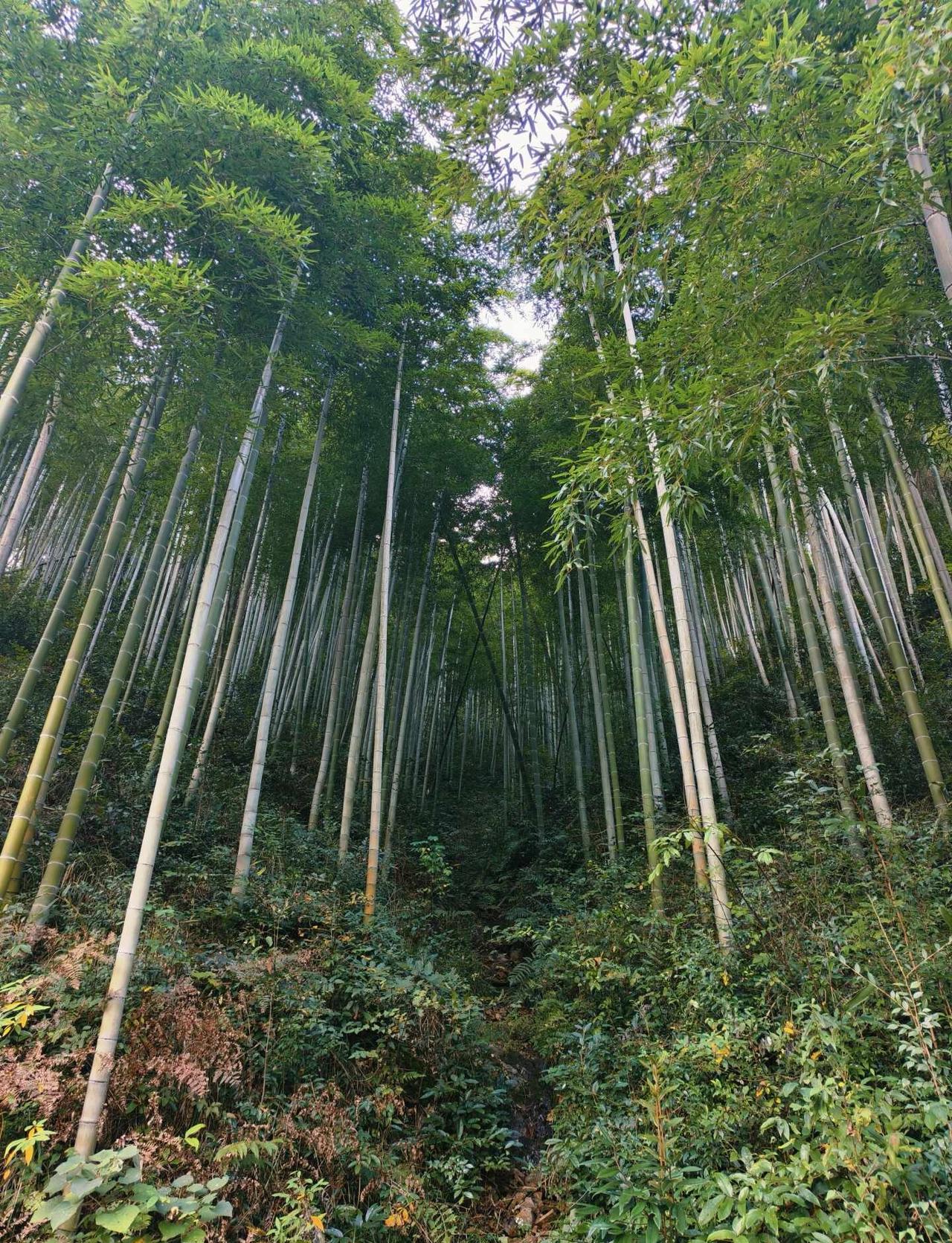 径山古道大环线徒步攻略
去年的这个时候去了马岭古道，今年尝试径山古道+径山寺，路