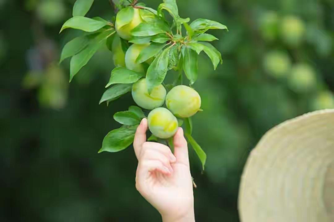 盛夏，花开得欢，果结得实。

阳光揉碎成蜜，坠在青绿林桠，每一枚果实，都是夏日的
