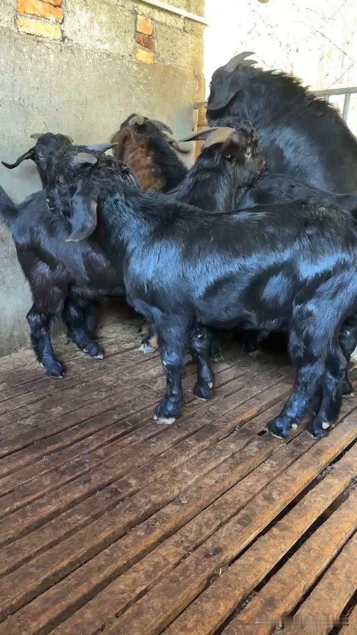 小规模半放牧更稳：可以选黑山羊高繁品种，自繁自育，放牧+补饲发酵秸秆/自种牧草，