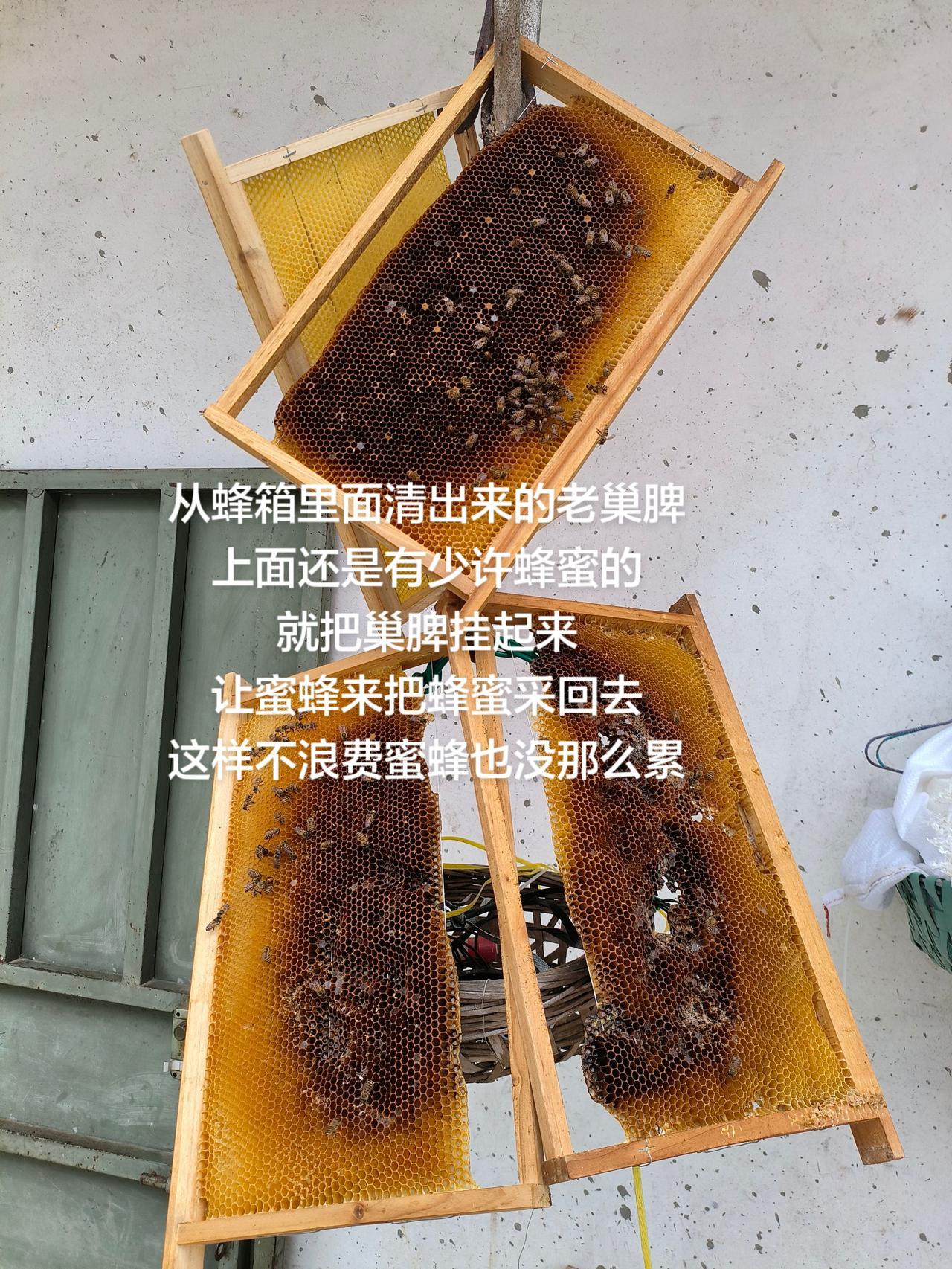 从蜂箱里面清出来的老巢脾
上面还是有少许蜂蜜的
就把巢脾挂起来
让蜜蜂来把蜂蜜采
