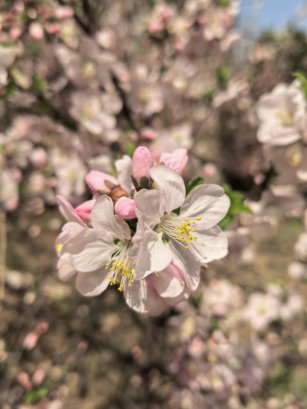 春意盎然的季节，
阳光最美好。