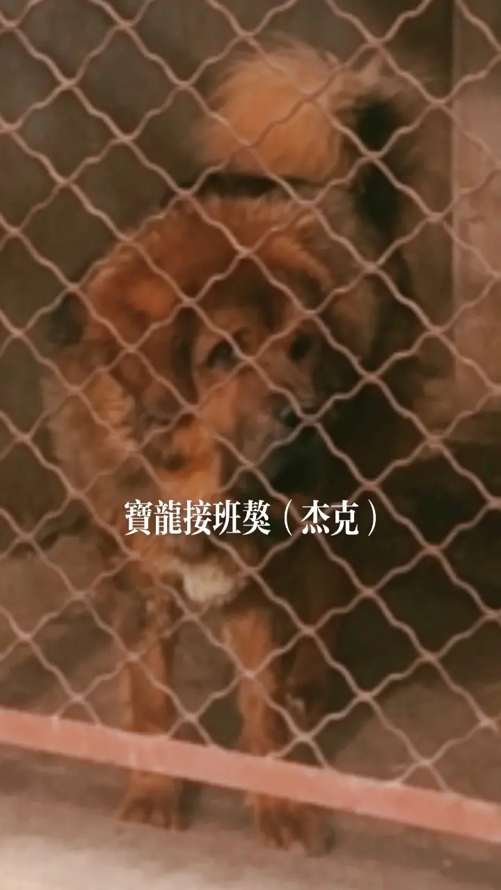 宝龙血脉传承之一，杰克！