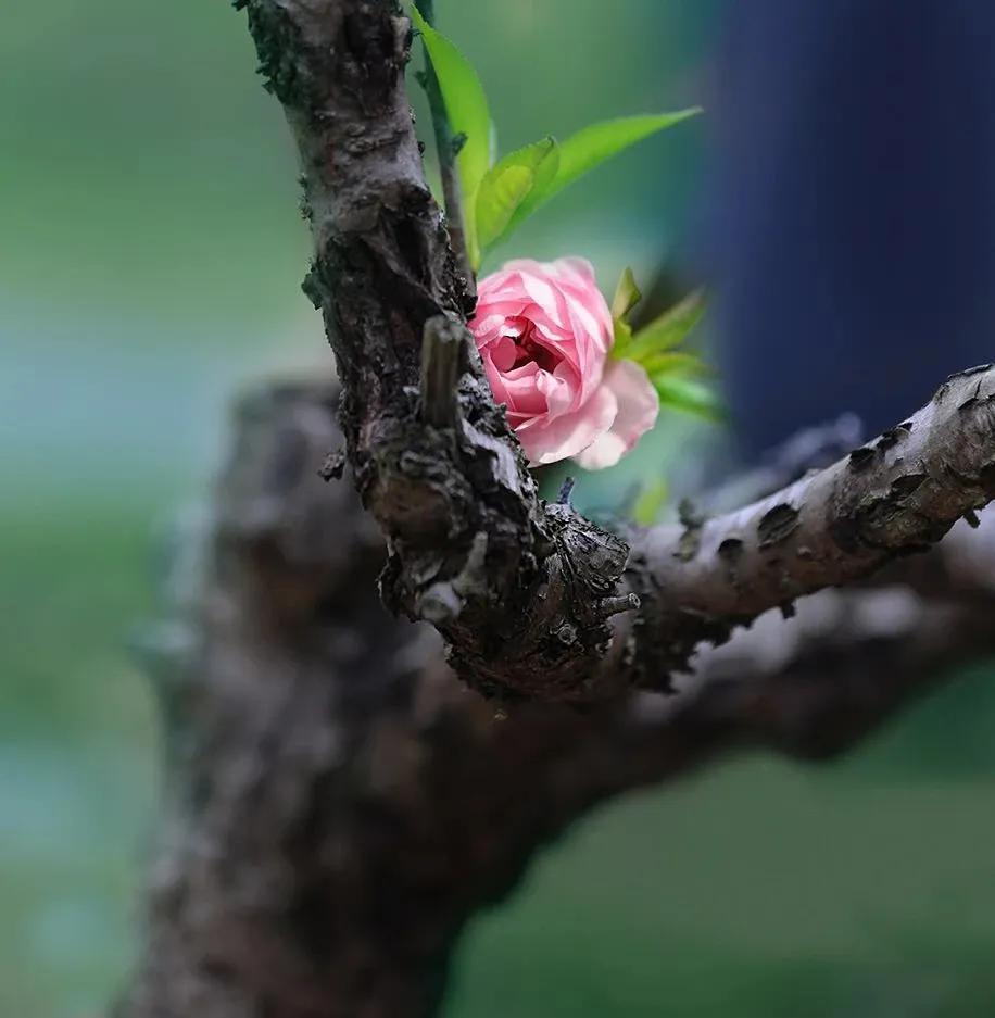 梅花开处，便是春天
汪曾祺写道：“浴一回月光，落两肩花瓣，踏一回轻雪，活着，走着